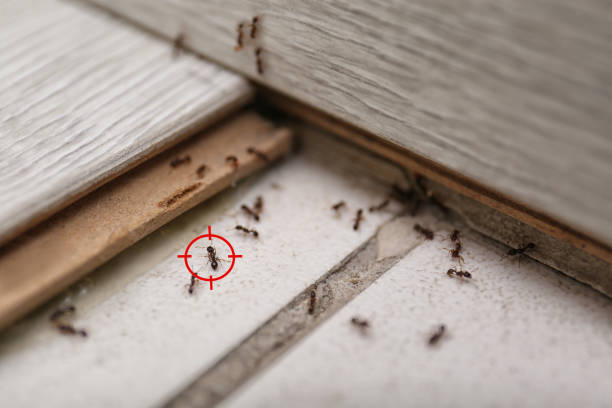Best Wasp Removal Services  in Madisonville, LA