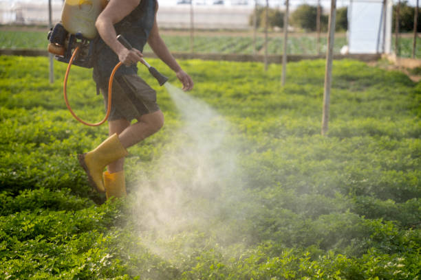 Best Ant Control Services  in Madisonville, LA