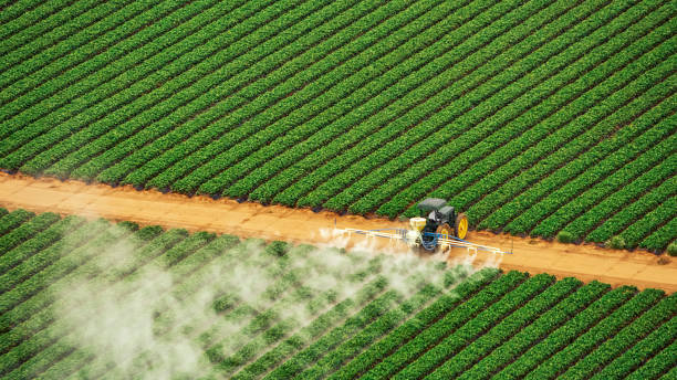 Best Termite Control Services  in Madisonville, LA