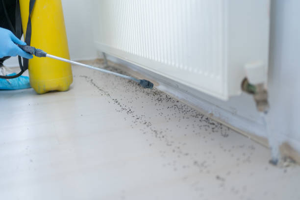 Best Flea Control Services  in Madisonville, LA
